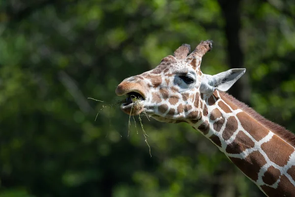 Giraffenfütterung in Gefangenschaft im Zoo — Stockfoto