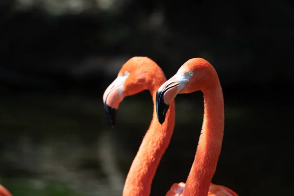 Rosa Flamingos in einem Teich — Stockfoto