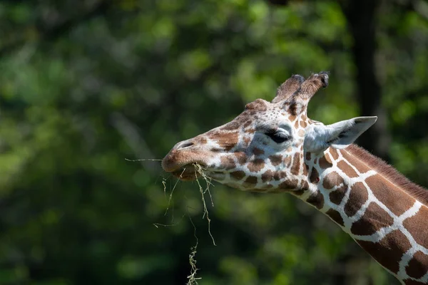 Girafe captive se nourrissant dans un zoo — Photo