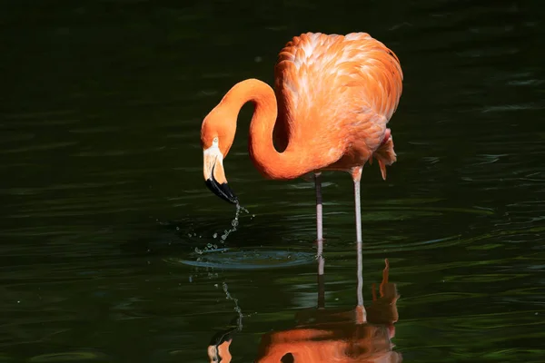 Pink flamingos in a pond — Stock Photo, Image