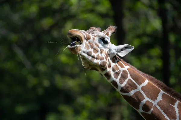 Jirafa cautiva alimentándose en un zoológico — Foto de Stock