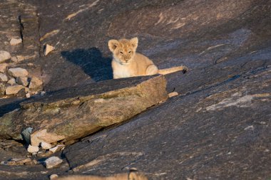 Aslan yavrusu bir kayanın üzerinde