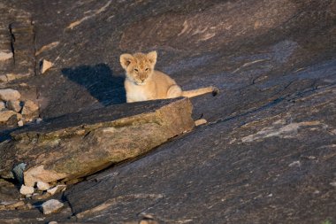 Aslan yavrusu bir kayanın üzerinde