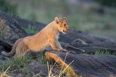 Aslan yavrusu bir kayanın üzerinde