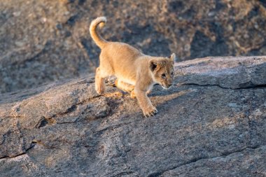 Aslan yavrusu bir kayanın üzerinde