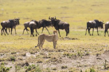 Kenya'daki Masai Mara oyun rezerv, çita