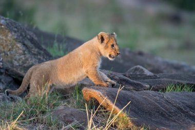 Aslan yavrusu bir kayanın üzerinde