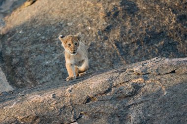 Aslan yavrusu bir kayanın üzerinde