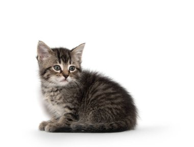 şirin tabby yavru kedi beyaz 