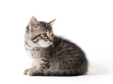şirin tabby yavru kedi beyaz 