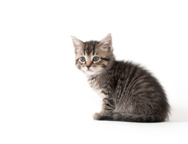 şirin tabby yavru kedi beyaz 