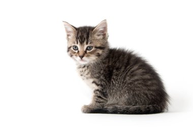 şirin tabby yavru kedi beyaz 