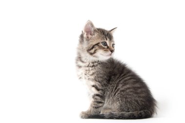 şirin tabby yavru kedi beyaz 
