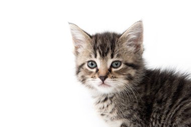 şirin tabby yavru kedi beyaz 