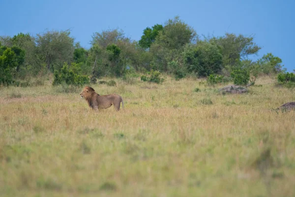 Lev mužský ve hře Masai Mara — Stock fotografie
