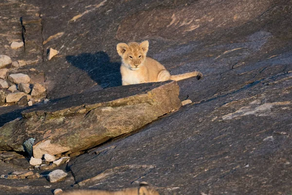 Aslan yavrusu bir kayanın üzerinde