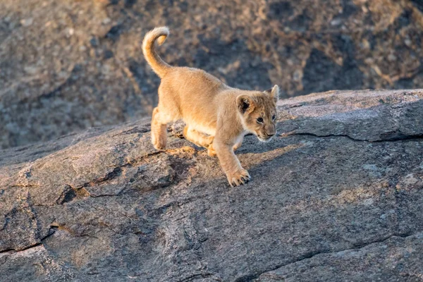 Aslan yavrusu bir kayanın üzerinde