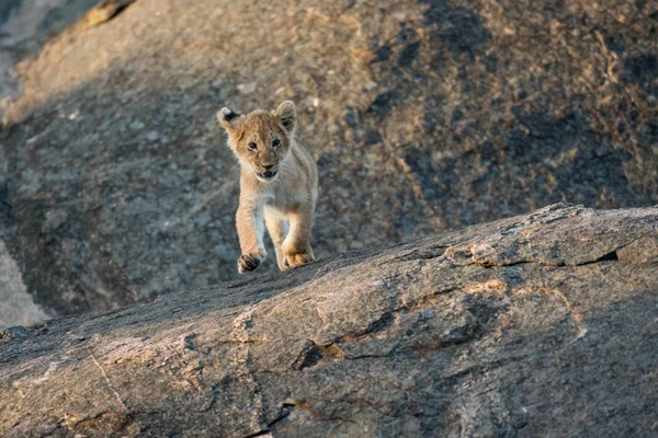 León cachorro en una roca — Foto de Stock