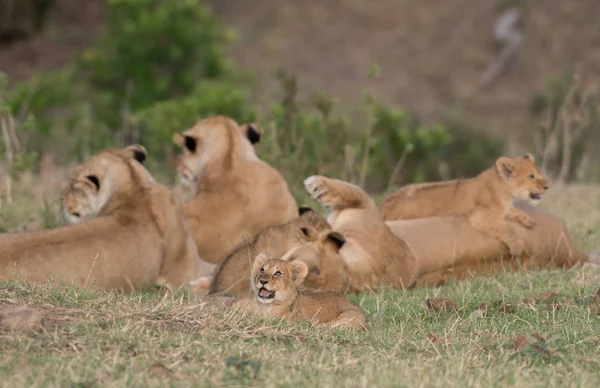 Trots van leeuwen in Masai Mara — Stockfoto