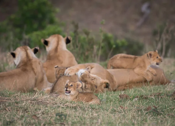 Orgoglio dei leoni a Masai Mara — Foto Stock