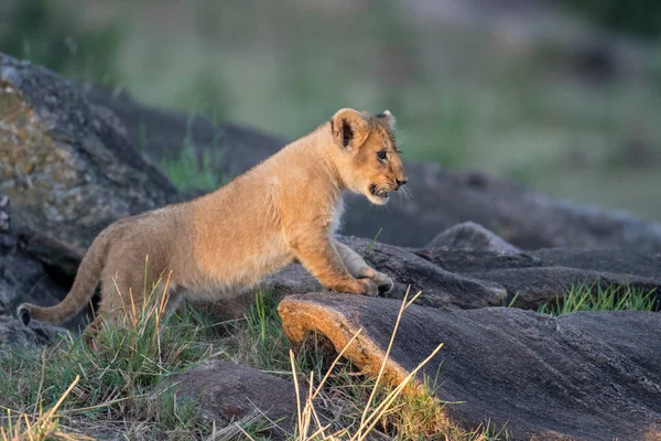 Aslan yavrusu bir kayanın üzerinde