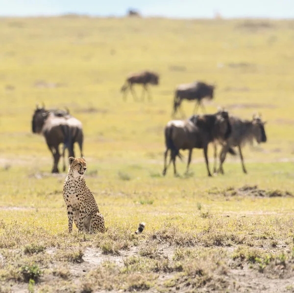 肯尼亚马赛马拉狩猎保护区的猎豹 — 图库照片