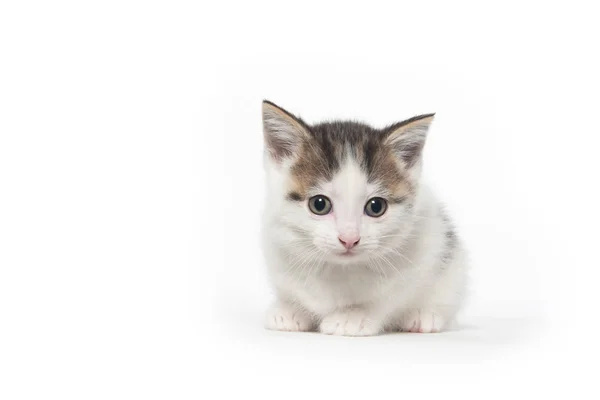Lindo blanco tabby gatito en blanco —  Fotos de Stock