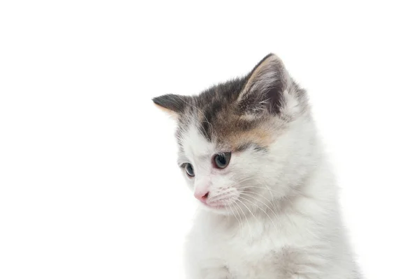 Lindo blanco tabby gatito en blanco —  Fotos de Stock