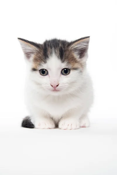 Gatinho bonito tabby branco no branco — Fotografia de Stock
