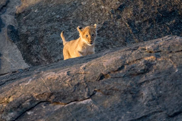 Aslan yavrusu bir kayanın üzerinde