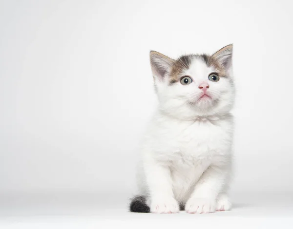 Симпатичный белый котенок тэбби на белом — стоковое фото