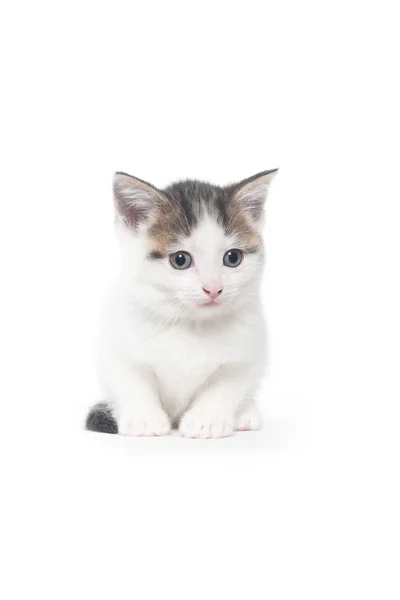 Cute white tabby kitten on white — Stock Photo, Image