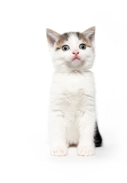 Gatinho bonito tabby branco no branco — Fotografia de Stock