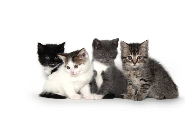 Cuatro gatitos lindos en blanco —  Fotos de Stock