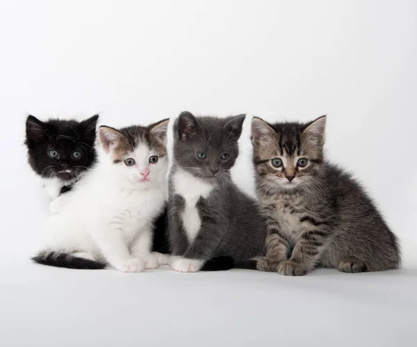 Cuatro gatitos lindos en blanco — Foto de Stock
