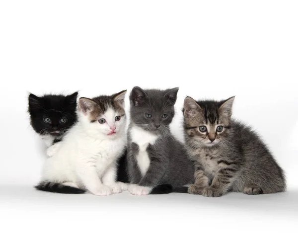 Beyaz üzerinde dört sevimli kedi yavrusu — Stok fotoğraf