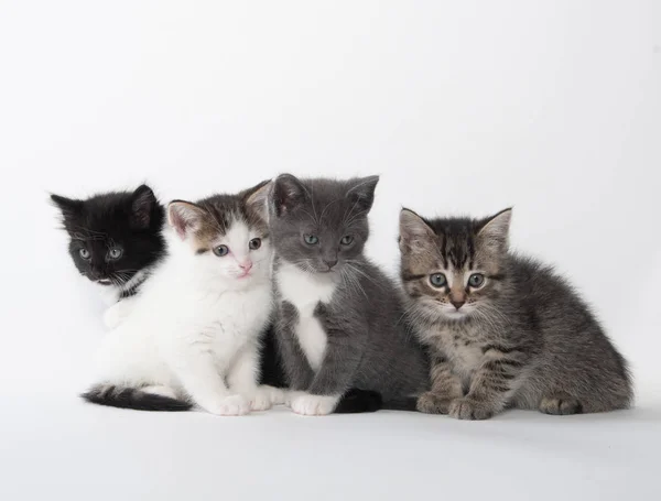 Beyaz üzerinde dört sevimli kedi yavrusu — Stok fotoğraf