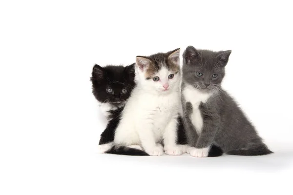 Three cute kittens on white — Stock Photo, Image