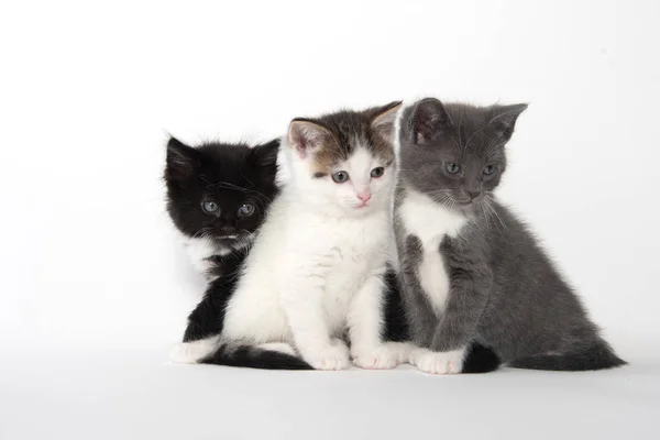 Tre simpatici gattini su bianco — Foto Stock