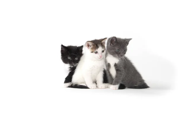 Tres lindos gatitos en blanco —  Fotos de Stock