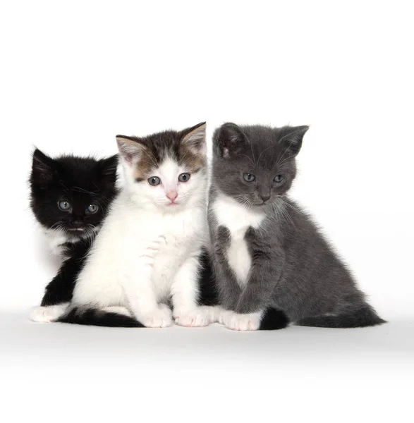 Tres lindos gatitos en blanco — Foto de Stock