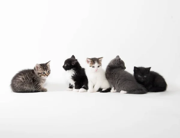 Five cute kittens on white background — Stock Photo, Image