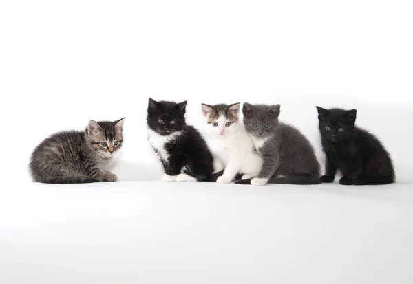 Cinque simpatici gattini su sfondo bianco — Foto Stock