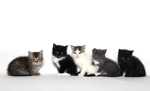 Beyaz arka planda beş sevimli kedi yavrusu — Stok fotoğraf
