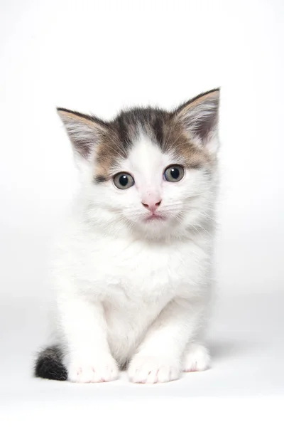 Niedliches weißes gestromtes Kätzchen auf weiss — Stockfoto