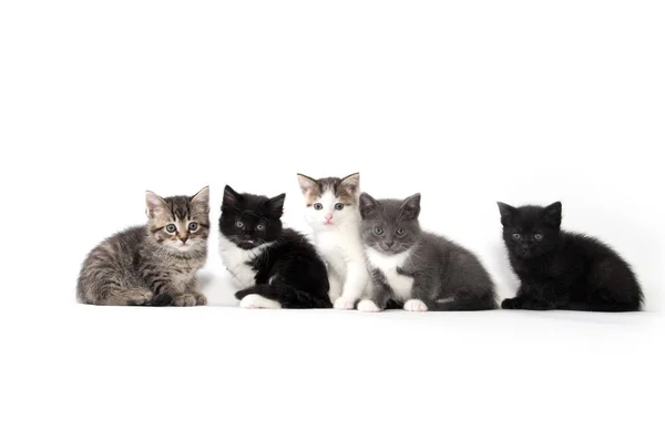 Cinque simpatici gattini su sfondo bianco — Foto Stock