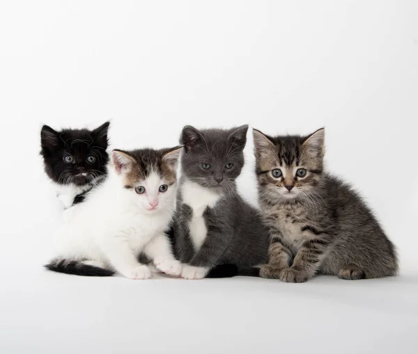 Čtyři roztomilí koťata na bílém — Stock fotografie