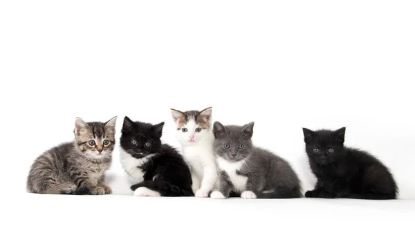 Beyaz arka planda beş sevimli kedi yavrusu — Stok fotoğraf