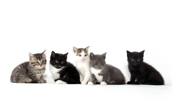 Pět roztomilým koťat na bílém pozadí — Stock fotografie