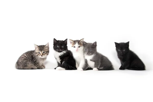 Five cute kittens on white background — Stock Photo, Image